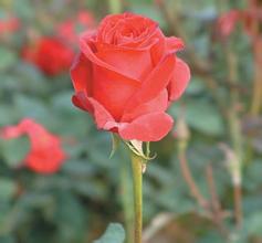 ���α�������Ƶ�����14����ѧ�����ⰺ����¶�޽�ͷ(ͼ)...